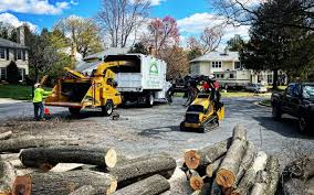 Best Lawn Disease Treatment  in Berryville, TX