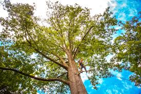 Best Seasonal Cleanup (Spring/Fall)  in Berryville, TX