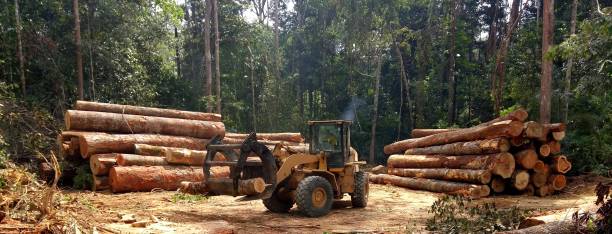 How Our Tree Care Process Works  in  Berryville, TX