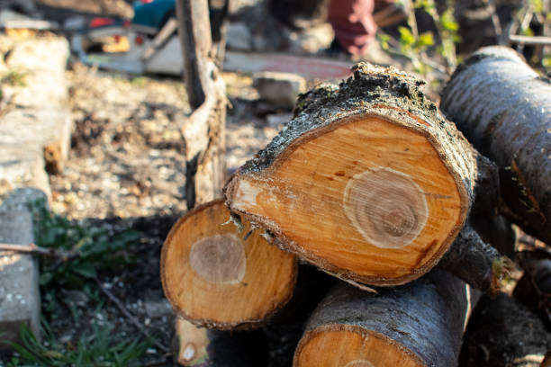 Best Tree Disease Treatment  in Berryville, TX