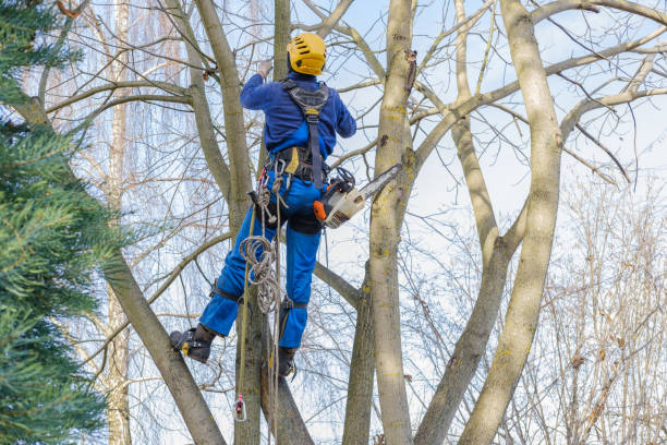 Best Root Management and Removal  in Berryville, TX