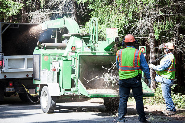 Best Tree Risk Assessment  in Berryville, TX