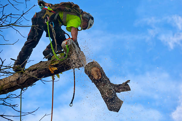 Professional Tree Care in Berryville, TX